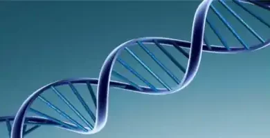 با تغذیه صحیح از آسیب به DNA جلوگیری کنید