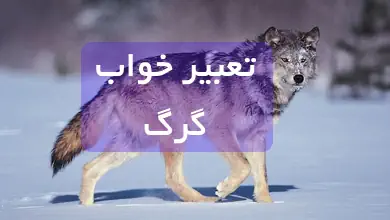 تعبیر خواب گرگ چیست؟