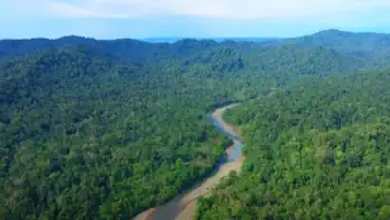 حیات وحش امازون