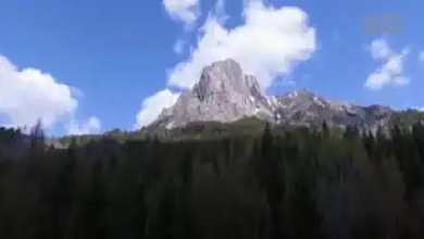 حیات وحش کوهای راکی