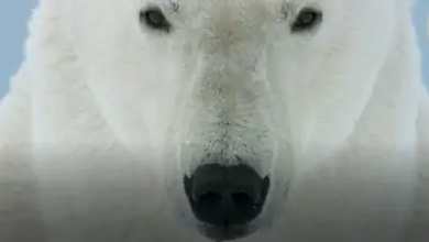 قهرمانان ناشناخته قطب شمال